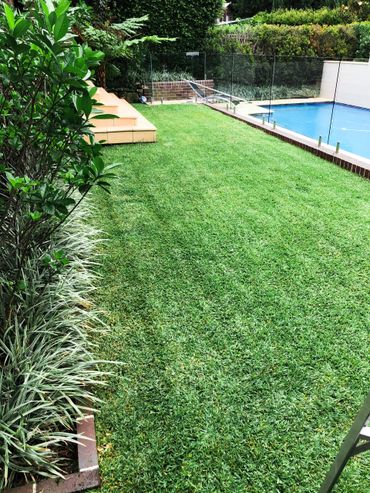 Vibrant pool and feature lawn to add presence to the backyard