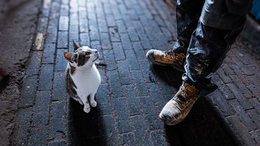 A cat sits attentively on a brick floor near a person wearing sturdy work boots.