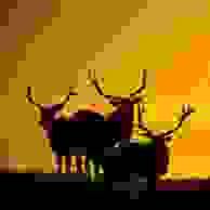 Town of Cheyenne Wells