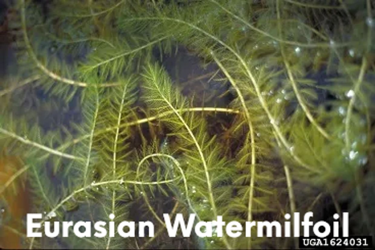 Eurasian Milfoil