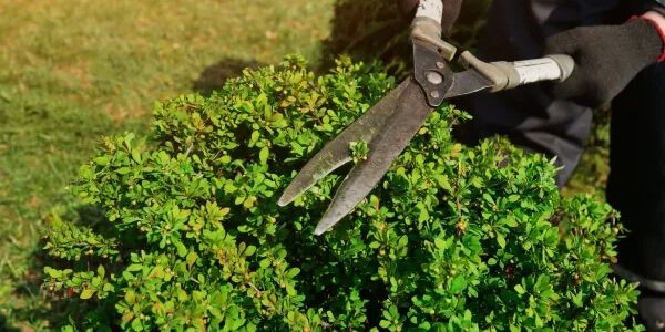 hedging and maintaining healthy lawn and hedges
