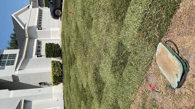 Freshly laid sod in a residential front yard under bright sunlight.