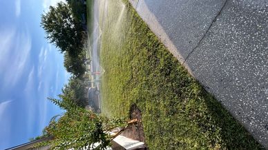 Sprinklers watering a green lawn on a sunny day.