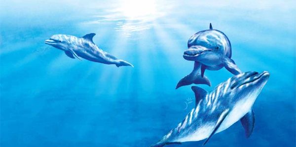 Dolphins swimming in clean unpolluted waters.