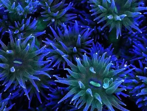 An extreme close up of a sea anemone