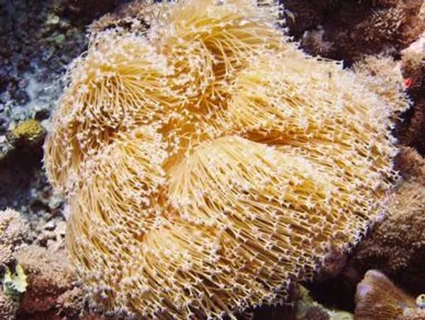 Colorful branch corals living on the coral reef.