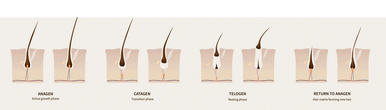 Understanding Hair Growth Cycles & Their Effects