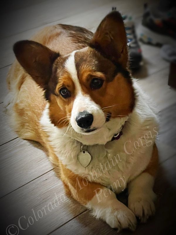 Colorado Mountain Breeder, Puppies for Sale