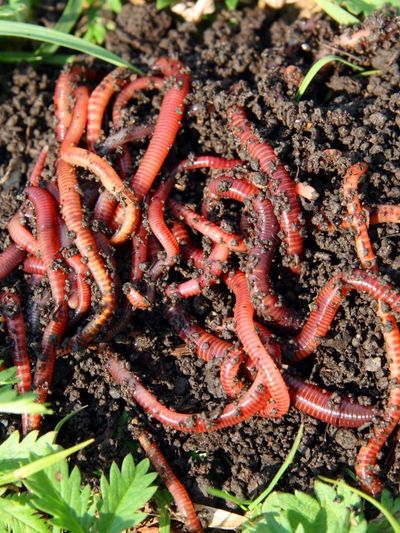 Red Wriggler and Tiger worms