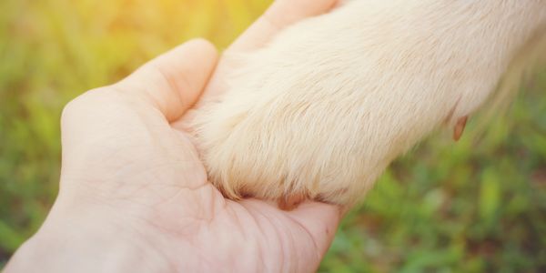 Our dog trainer strives to build a loving bond with each dog she trains.  