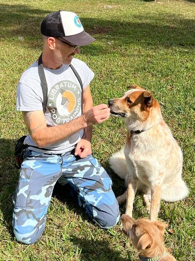 Dog trainer kneeling next to a white and tan dog giving it a treat as another smaller dog watches.
