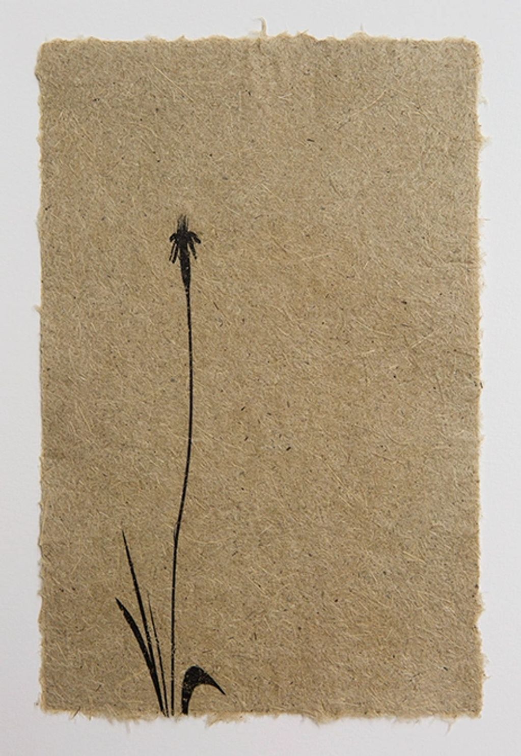 beak grass on garlic mustard paper