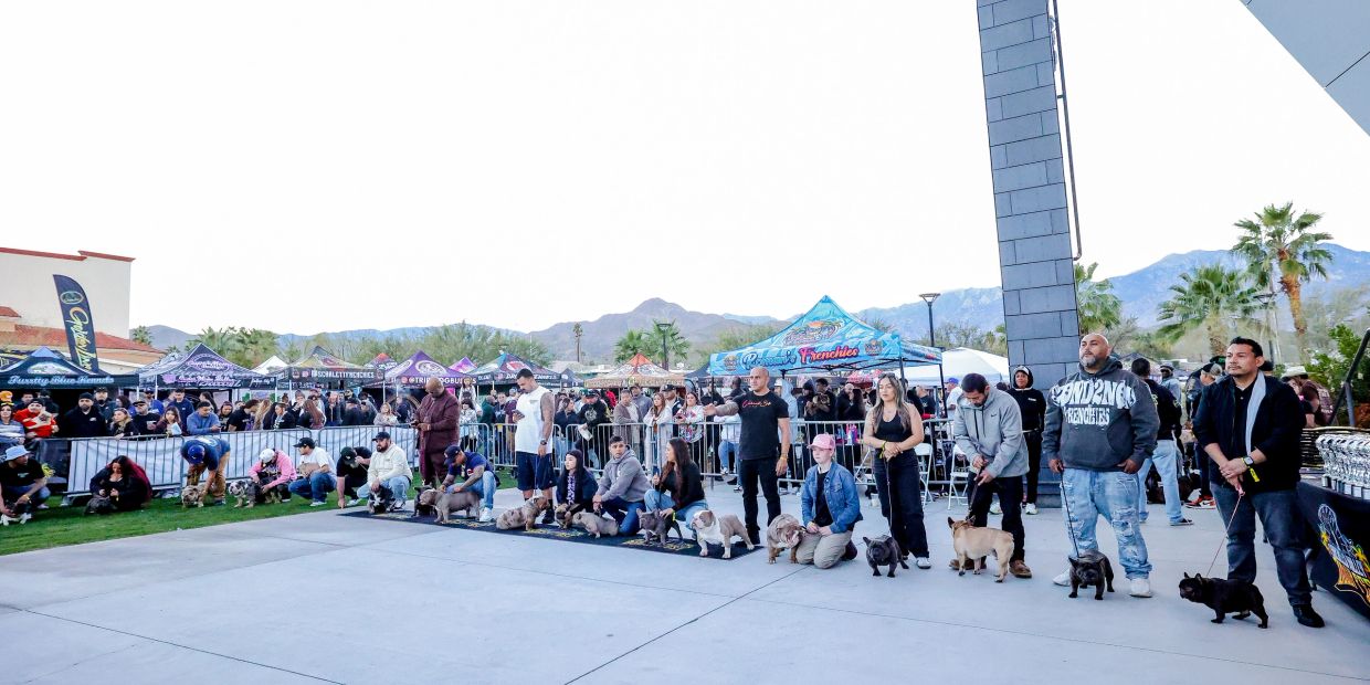 People with dogs lined up at an outdoor event.