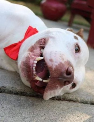 close up picture of a rescued dog lying on the road