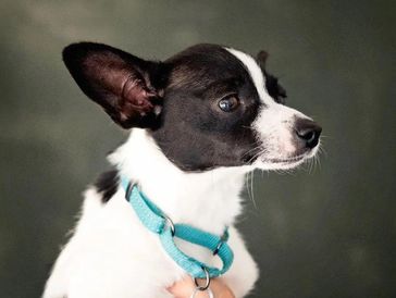 Portrait of a cute white and brown dog with blue collar