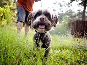 Black & Tan dog playing in the Grass