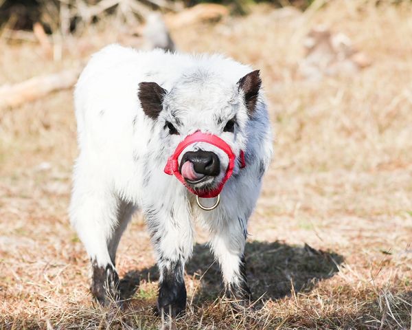 Mini HighPark calf – availability and waitlist – MiniCows.com
