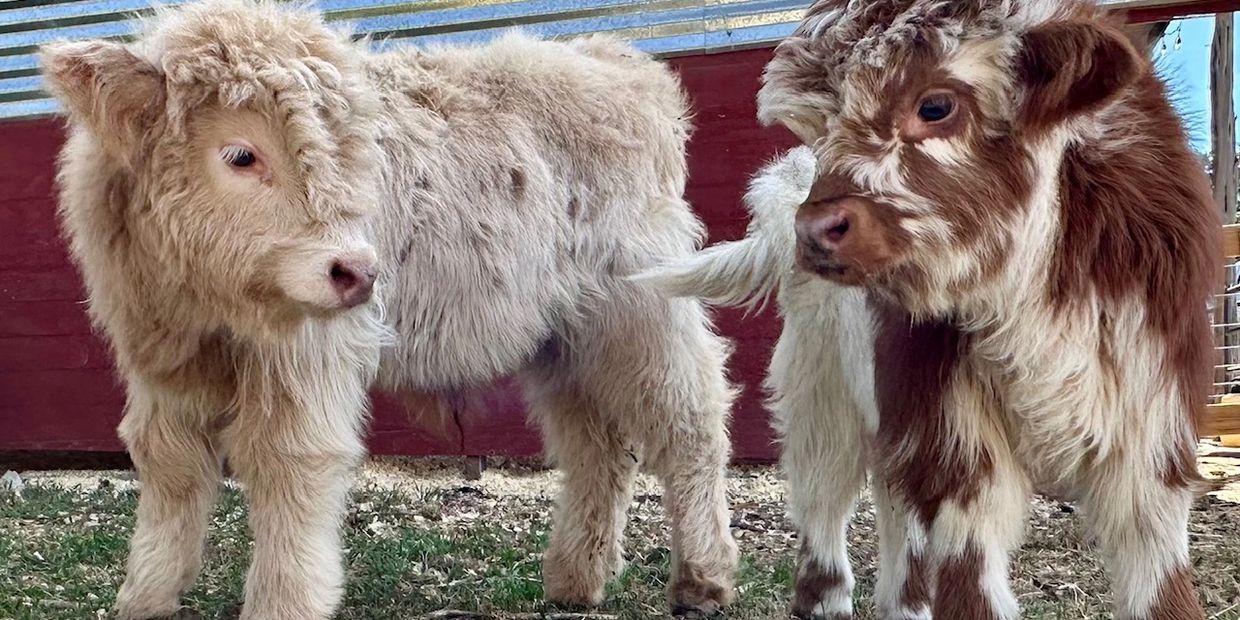 Mini HighPark calf – micro and mini Highland cattle
