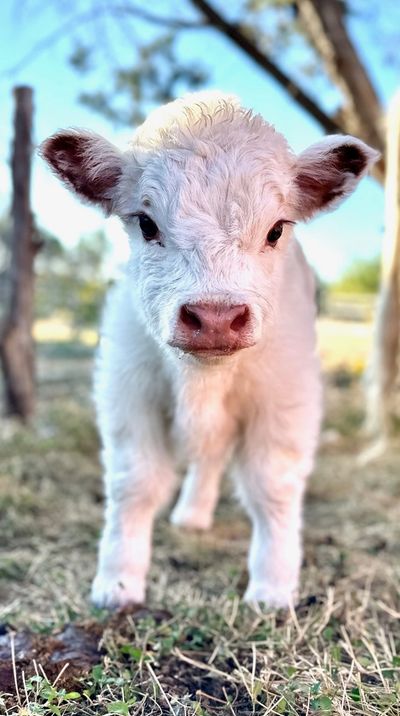 Mini HighPark calf – cost and buying guide – MiniCows.com
