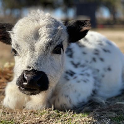 HighPark mini cow calf – feeding and nutrition – MiniCows.com
