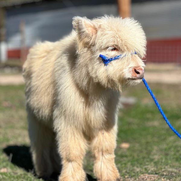 Micro Highland calf from MiniCows.com – miniature Highland cattle
