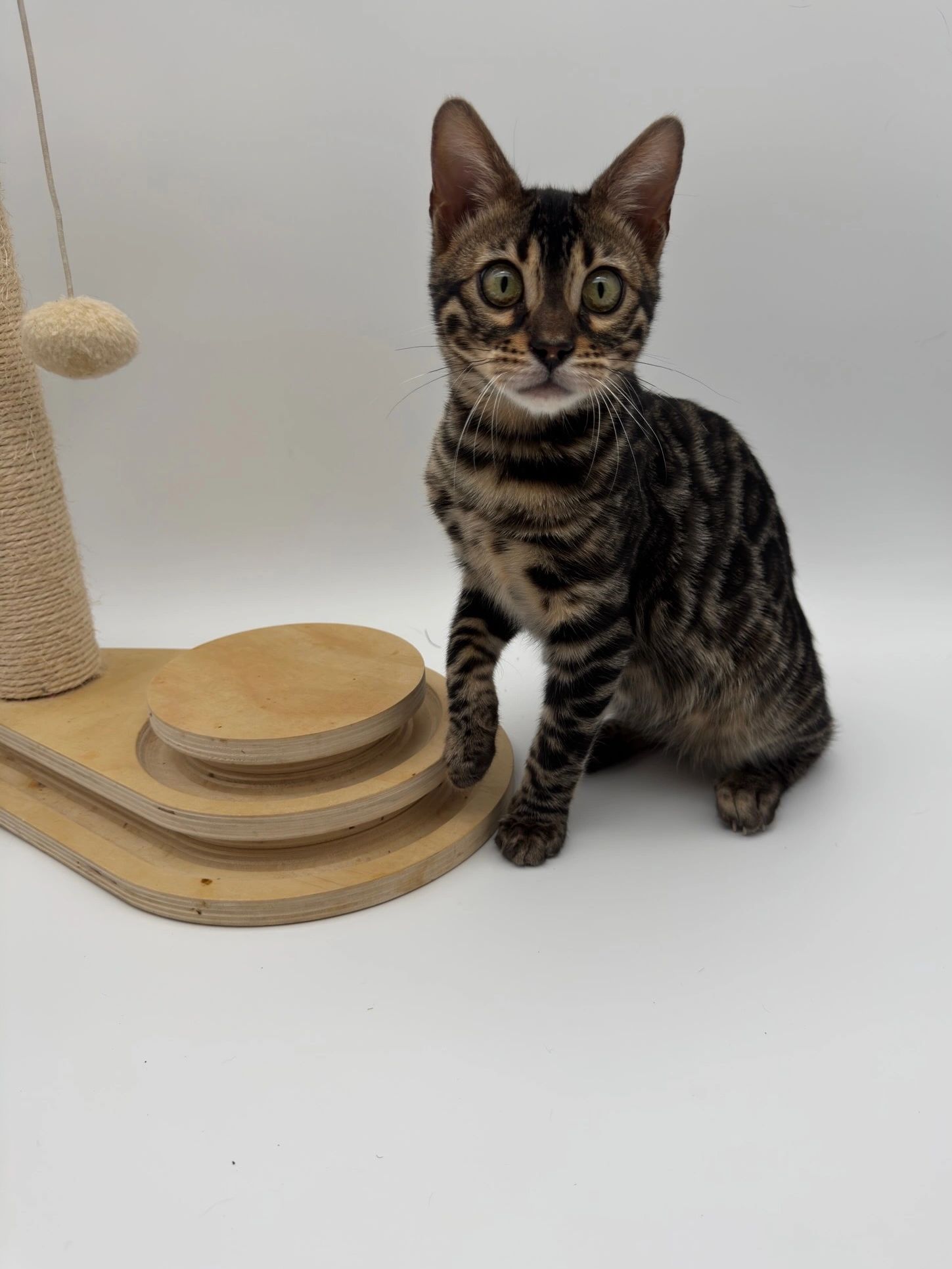 Shadowfax — Male Bengal Kitten available for adoption at Empress Bengal Cattery