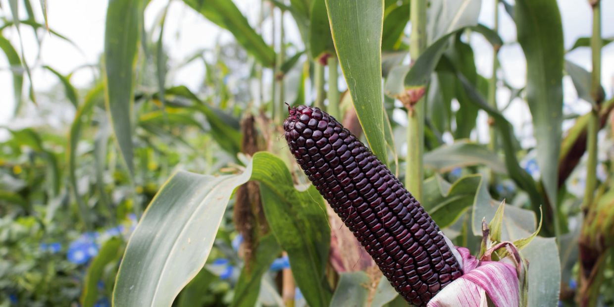 Close-up of black corn cob on the stalk.