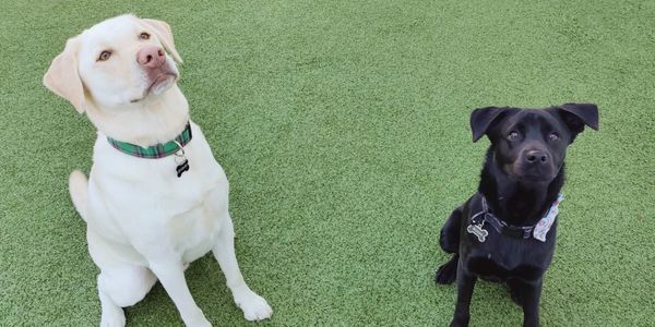 Two dogs sitting on grass, one white and one black.