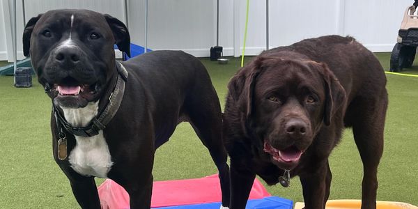 Two dogs standing on colorful platforms indoors.