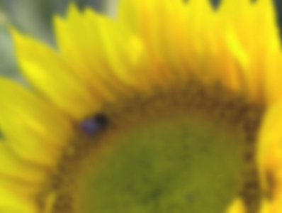 Close-up of a sunflower with yellow petals and a green center.