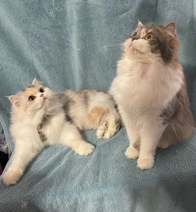 Two fluffy cats looking up on a blue blanket.