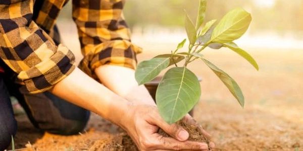 Person planting a small tree in the soil outdoors.
