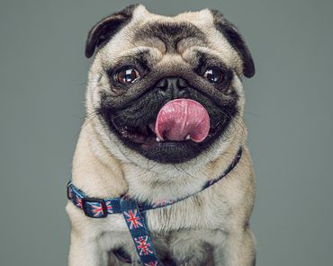 Pangpang the Pug tongue out smiling at the camera in his signature Union Jack dog harness