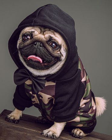 Pangpang the Pug professional photo wearing his army print dog hoodie