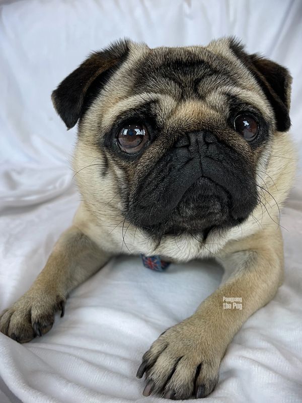 Pangpang the Pug - #dogmodel #dogactor #acutepug #adorablepug #howtoraiseapug #howtocareforapug #pug