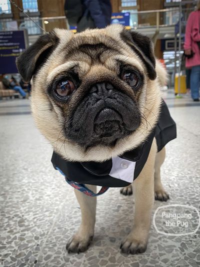 Pug blog of Pangpang the Pug - dog model, dog actor, famous pug on social media, a cute pug