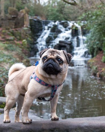 Cute fawn pug dog puppy Pangpang the Pug in front of a waterfall