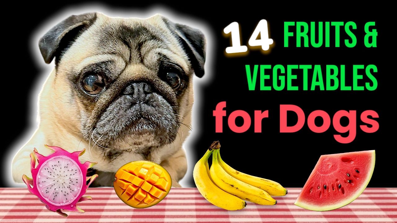 how much should a pug eat