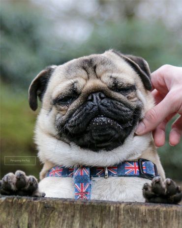 Happy Pangpang the Pug dog being stroked by his owner on a bench