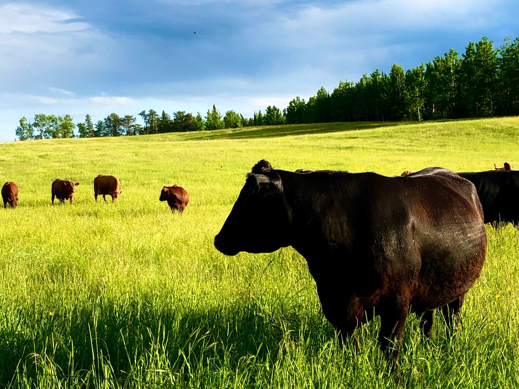 Beef cows grazing in a grassy field in the summer