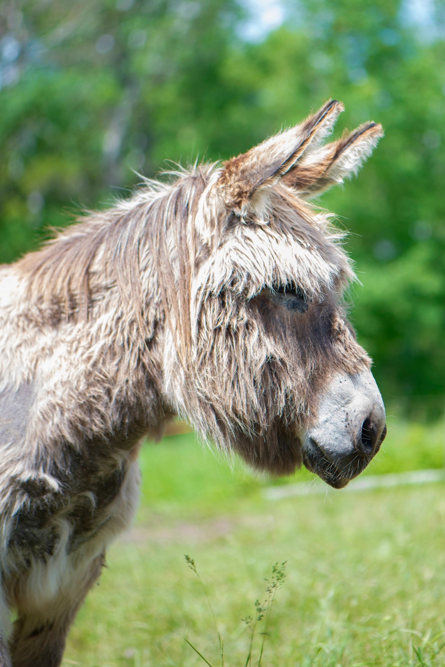 A grey donkey looks off into the distance