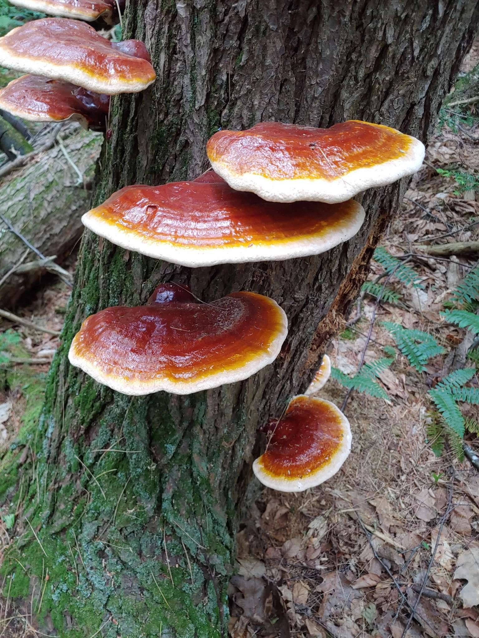 Wild Foraging at Hermance Hollow | Mushrooms & Medicinals | North ...