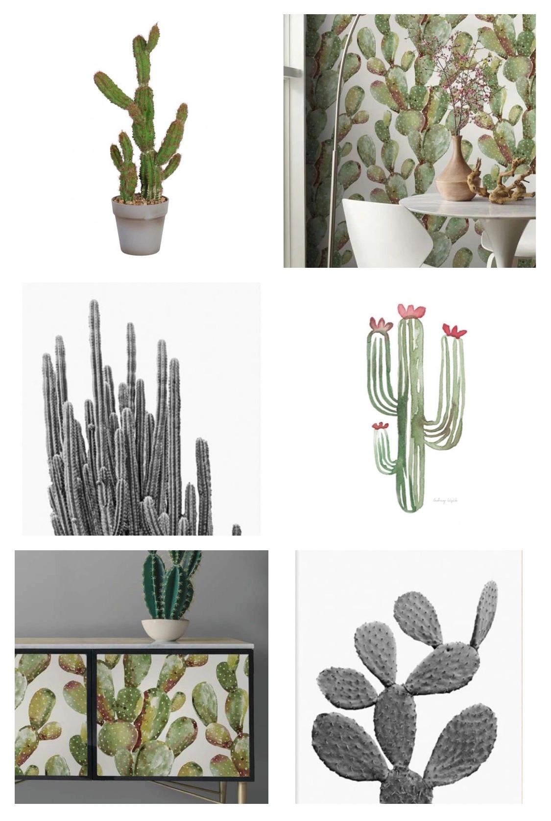 15 Ways to Use a Cactus Plant for Home Decoration