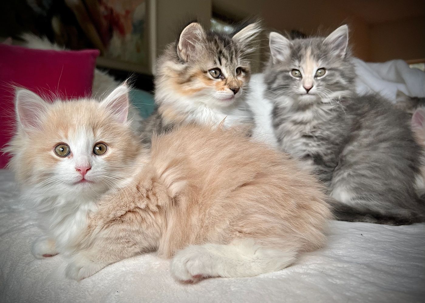 Norwegian Forest Cat Breeder GudrunSplace Norwegian Forest Cats