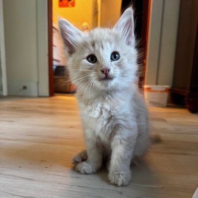 Adorable fluffy kitten sitting on the floor.