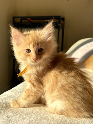 Fluffy orange kitten sitting in sunlight.