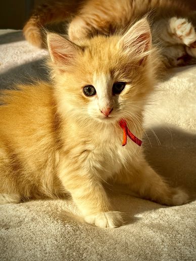 Fluffy orange kitten with a red ribbon.