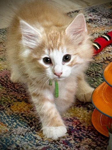 Fluffy orange and white kitten on a colorful carpet.