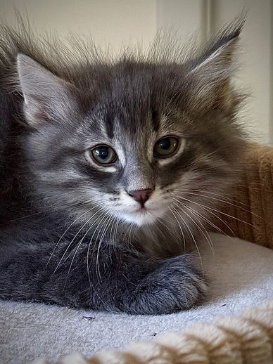 Close-up of a fluffy gray kitten with big eyes.