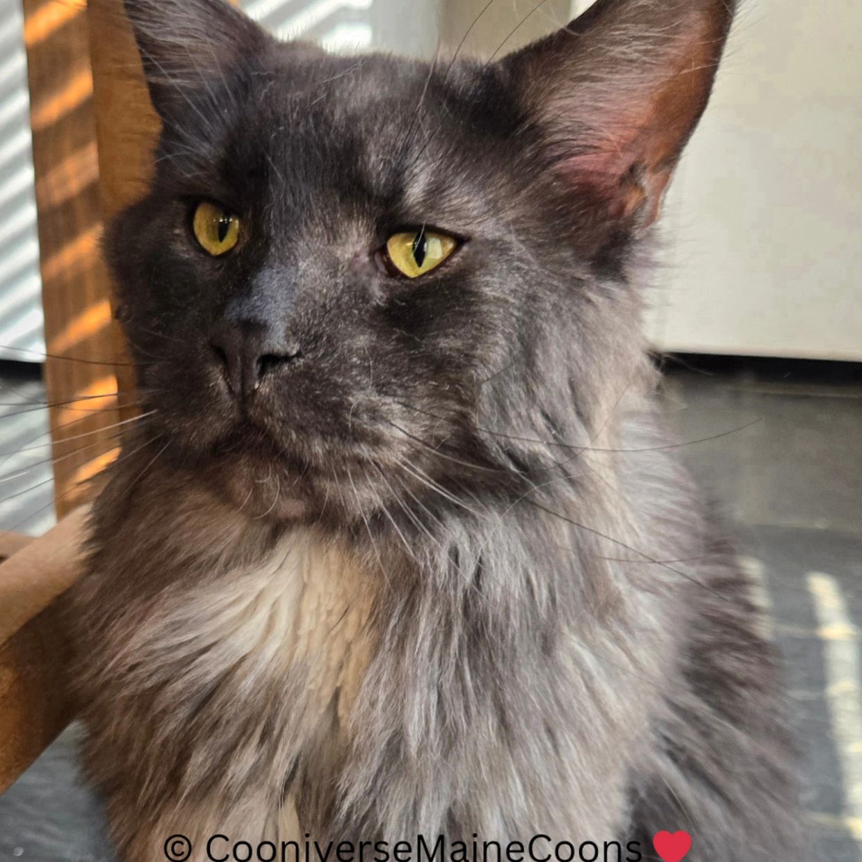 Close-up of a majestic gray Maine Coon cat with striking yellow eyes.